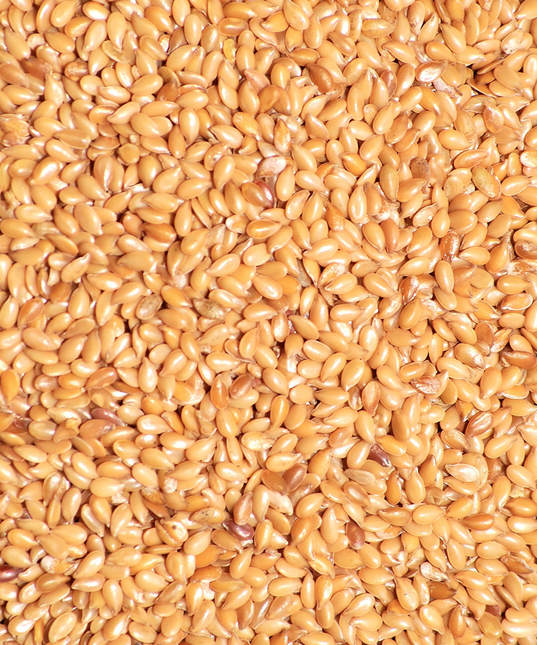 FLAX SEED