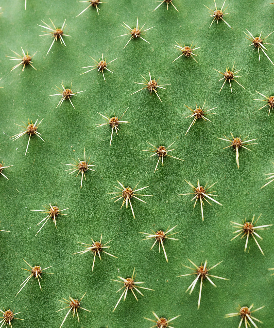  CACTUS EXTRACT