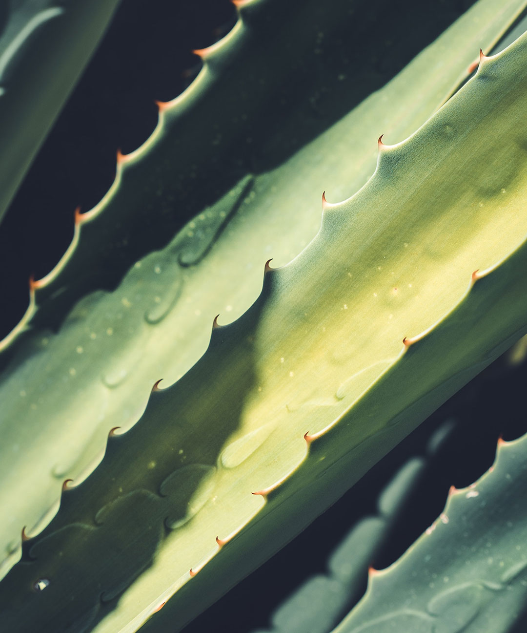 ALOE VERA