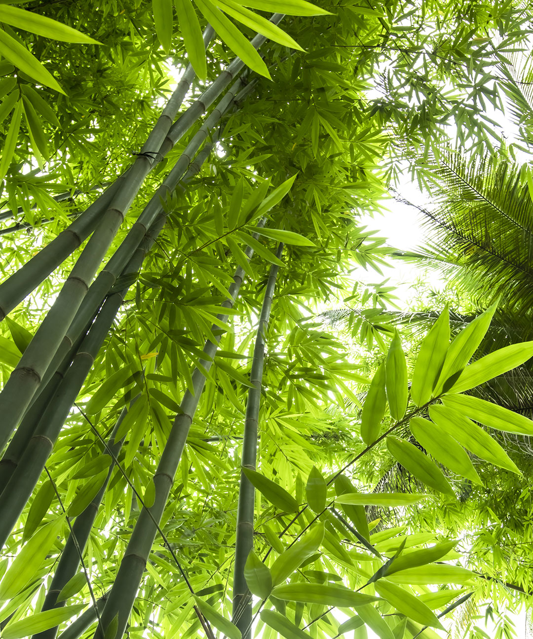 ORGANIC BAMBOO