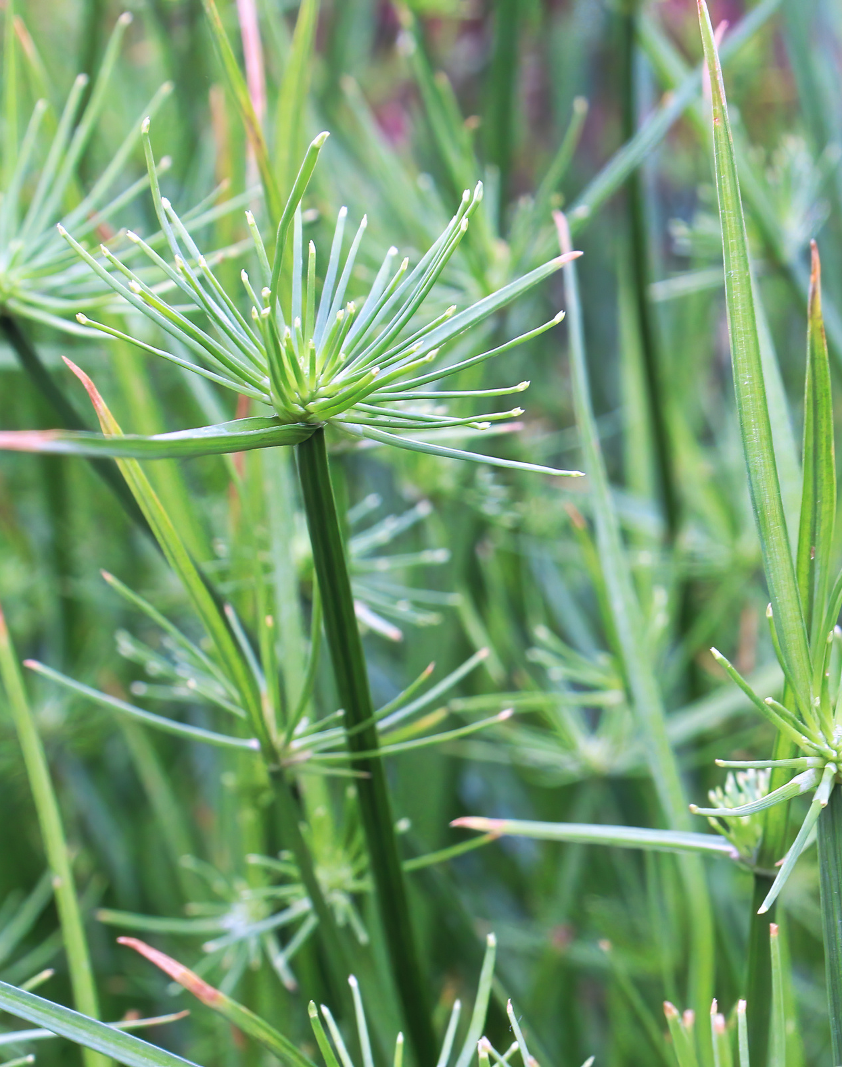 CYPERUS OIL